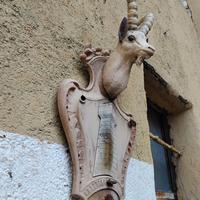 Testa di camoscio da parete