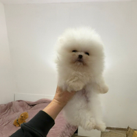 Spitz bi Pomerania tedesco nano,pedigree FCI-ENCI