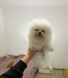 Spitz bi Pomerania tedesco nano,pedigree FCI-ENCI