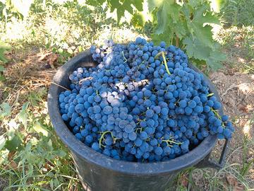uva rossa e bianca
