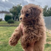 Cucciola barboncino Toy