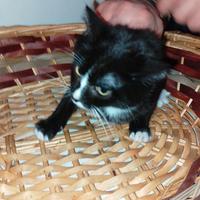 Gatto europeo di tre mesi