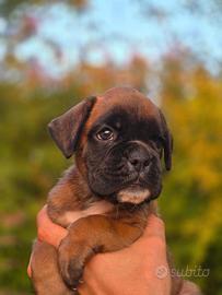 Cuccioli boxer