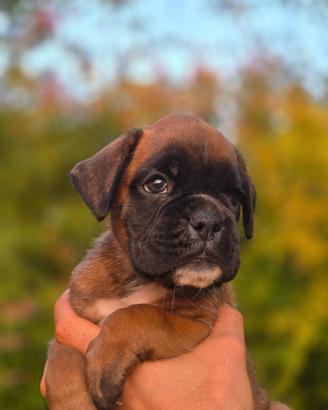 Cuccioli boxer