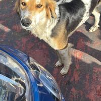 Saluki in adozione