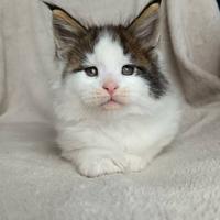 Cuccioli Maine coon, ultime disponibilità