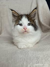 Cuccioli Maine coon, ultime disponibilità