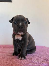 Cucciola amstaf femmina