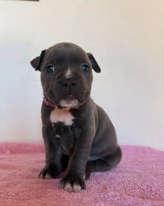 Cucciola amstaf femmina