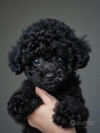 BARBONCINI TOY BLACK puppy - BARBONCINO NERO