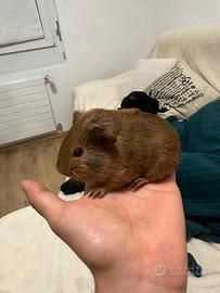 Porcellino d'india - Cavie
