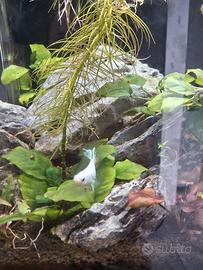 femmine pesce betta 