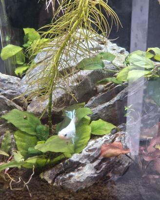 femmine pesce betta 