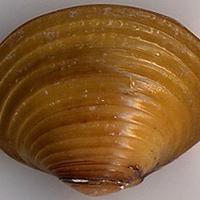 Vongole Acqua dolce Corbicula Fluvialis