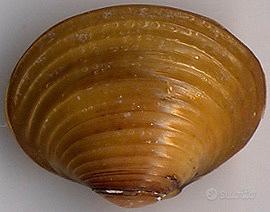 Vongole Acqua dolce Corbicula Fluvialis