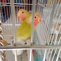 Inseparabili