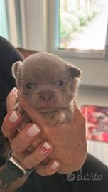 Cucciola di chihuahua con pedigree Enci