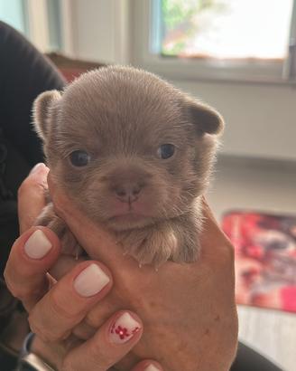 Cucciola di chihuahua con pedigree Enci