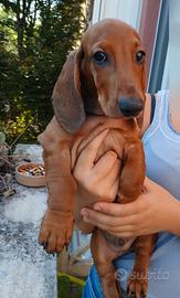 Cucciolo Bassotto maschio fulvo 3 mesi