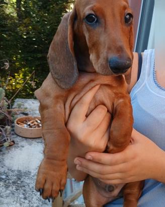 Cucciolo Bassotto maschio fulvo 3 mesi
