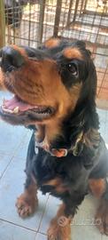 Cocker spaniel inglese