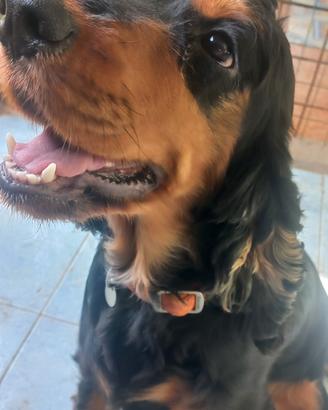 Cocker spaniel inglese
