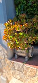Piante grasse varie specie