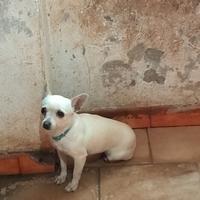 Chihuahua