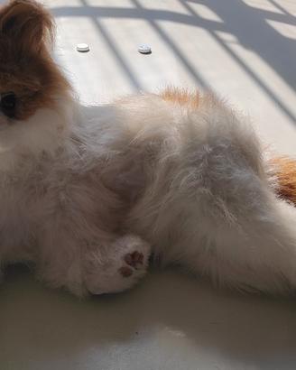 gatto peluches 