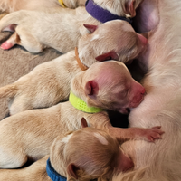 Maltipoo di prima generazione