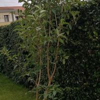 alberello di ligustro lucido 