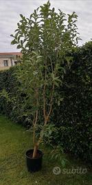 alberello di ligustro lucido 