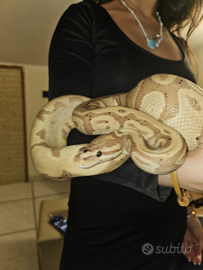 Pitone reale maschio