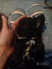 Cucciolo chiuhuahua