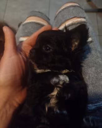 Cucciolo chiuhuahua