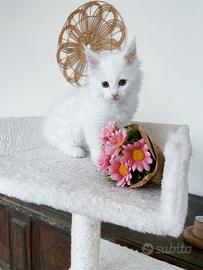 Cucciola di Maine coon