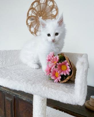Cucciola di Maine coon