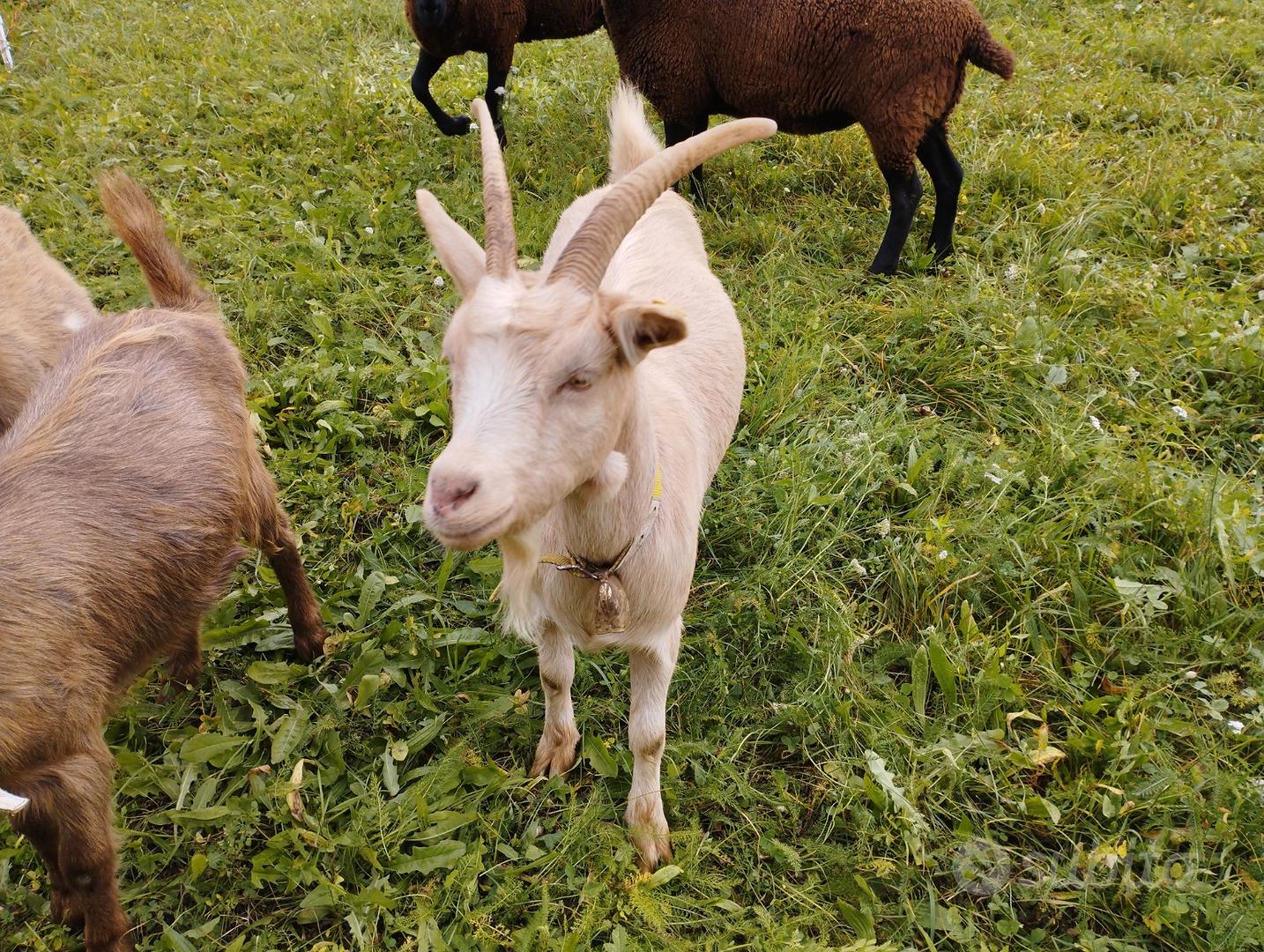 Capra - Animali In vendita a Trento