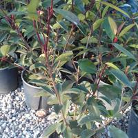 Piante di Photinia