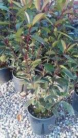 Piante di Photinia