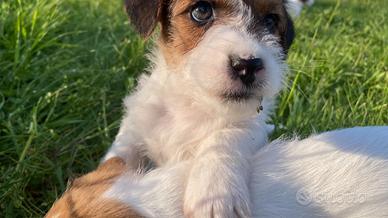 Jack Russell terrier con pedigree