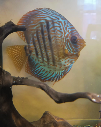 Pesce discus
