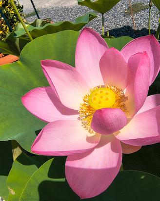 fiore di loto