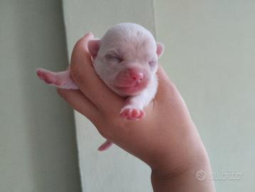 Cucciolo chihuahua femmina bianca