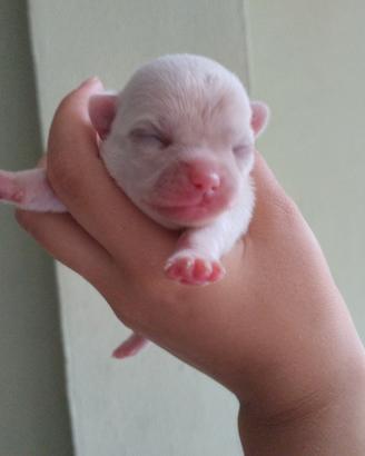 Cucciolo chihuahua femmina bianca