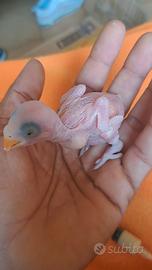 Pullo parrocchetto dal collare