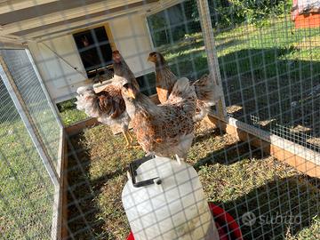 Galline Wyandotte