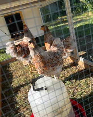 Galline Wyandotte