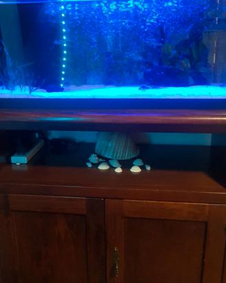 Acquario