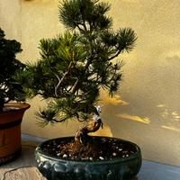 Pino Bianco Pentaphylla Bonsai